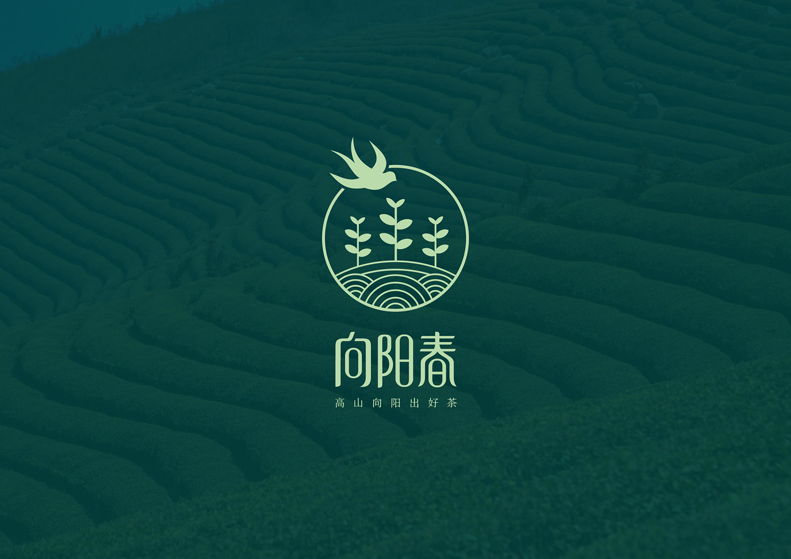 创意茶叶品牌logo